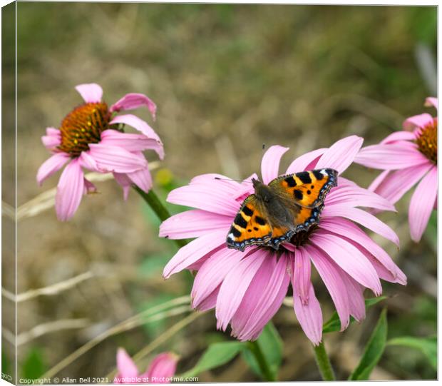 Small tortoiseshell butterfly on pink flower Canvas Print by Allan Bell