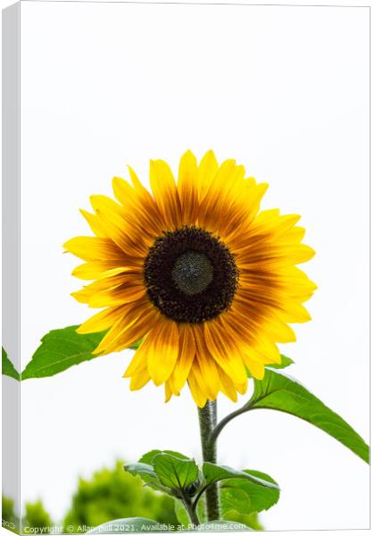 Bicolour Sunflower on White Canvas Print by Allan Bell