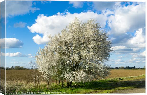 Blackthorn Blossom Early Spring Canvas Print by Allan Bell