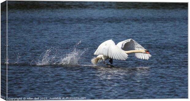 Mute Swan Taking off Canvas Print by Allan Bell