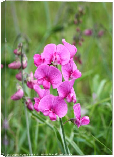 Pink Sweet pea Growing Wild Canvas Print by Allan Bell