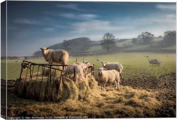 Dawn Feeding Sheep, South Wales Canvas Print by Alan Jenkinson