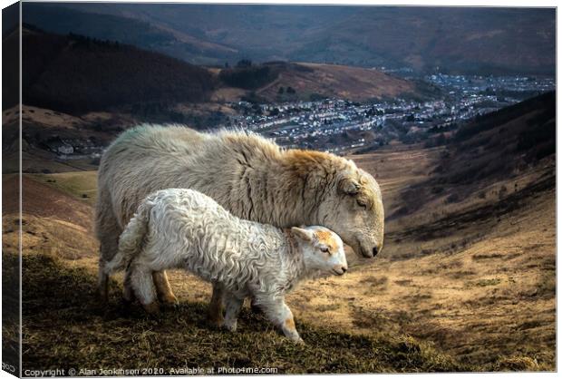 Ewe and Lamb On The Bwlch Above Treorchy Canvas Print by Alan Jenkinson