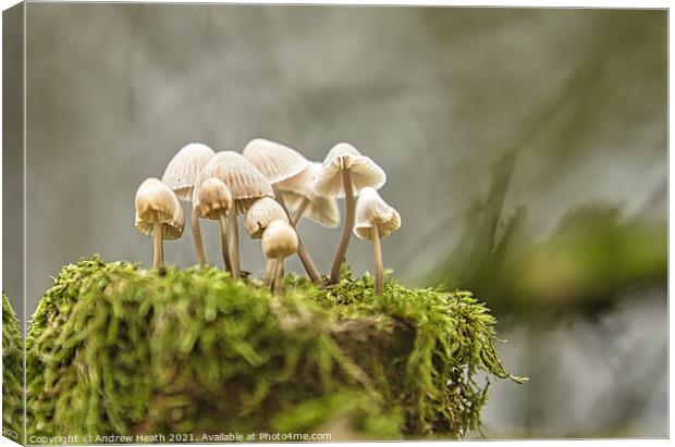 Woodland  Fungi  Canvas Print by Andrew Heath