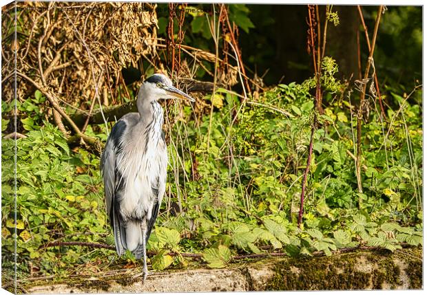 The Grey Heron out for lunch Canvas Print by Andrew Heath