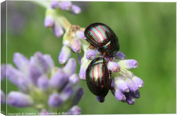 Two Colorful Rosemary Beetles Macro Canvas Print by Imladris 