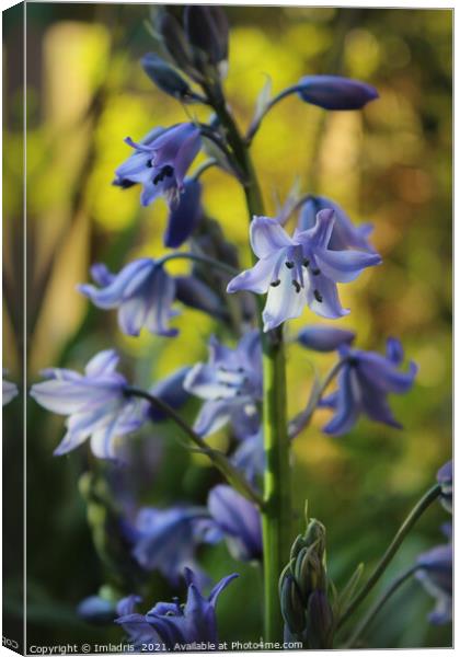 Bluebell Flowers in Evening Light Canvas Print by Imladris 