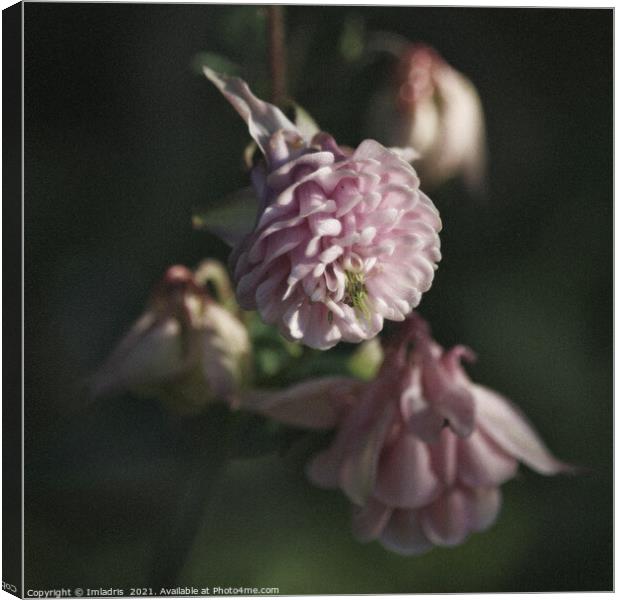 Soft Pale Pink Aqueligia Flower Canvas Print by Imladris 