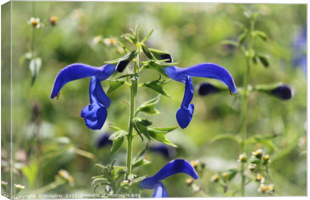 Bright Blue Gentian Sage Flower Meadow Canvas Print by Imladris 