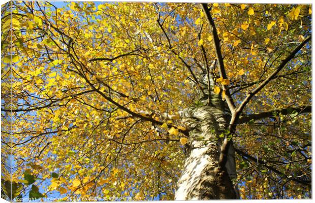 Vibrant Betula pendula, yellow autumn foliage Canvas Print by Imladris 