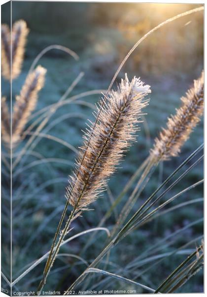 Abstract Frosty Grass Flowers at Dawn Canvas Print by Imladris 