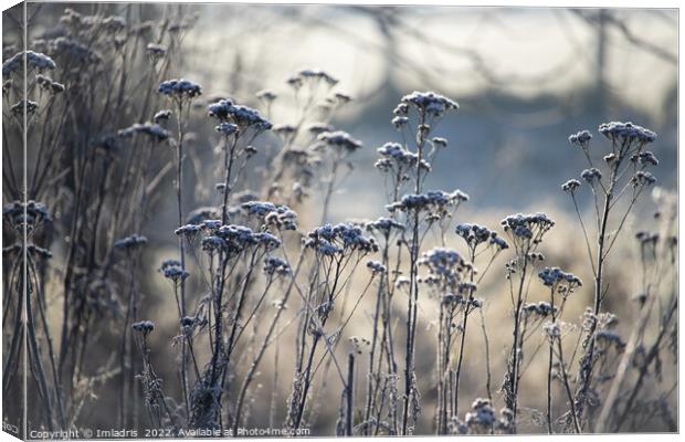 Frost Covered Wild Flowers, blue tints Canvas Print by Imladris 
