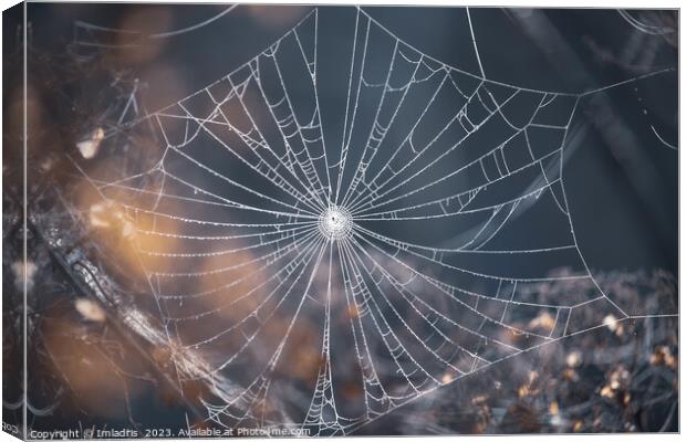 Delicate Spiders Web in Winter Canvas Print by Imladris 