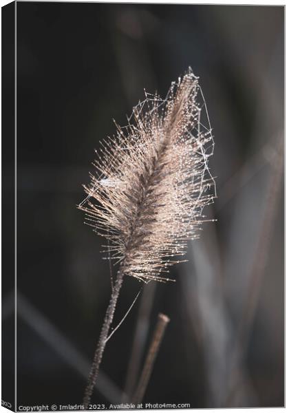 Beautiful Fountain Grass in Winter Canvas Print by Imladris 