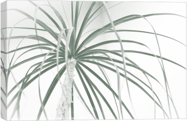 Ponytail palm foliage on white Canvas Print by Imladris 