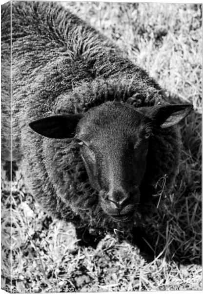 Curious Sheep, Black and White Canvas Print by Imladris 