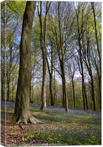 Neigembos Spring Forest View, Belgium Canvas Print by Imladris 