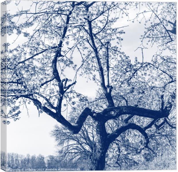 Cherry Blossom Tree, Delfts Blue Canvas Print by Imladris 