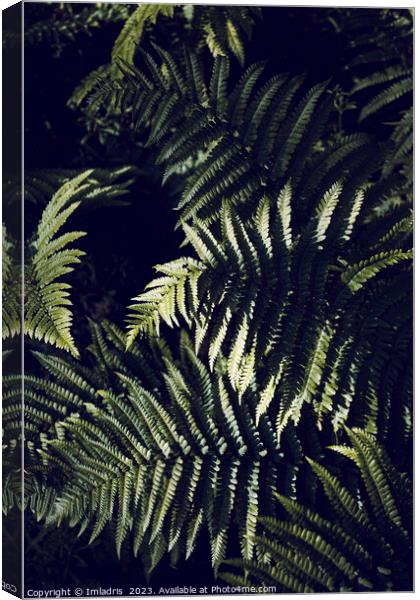 Dark Green Fern Leaves Botanic Canvas Print by Imladris 