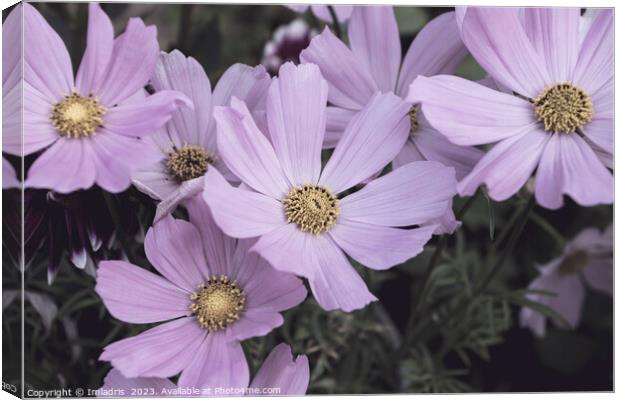 Pale Pink Cosmos Flowers  Canvas Print by Imladris 