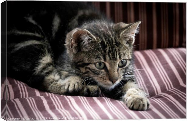 Stripy Kitten on a Stripy Chair Canvas Print by Imladris 