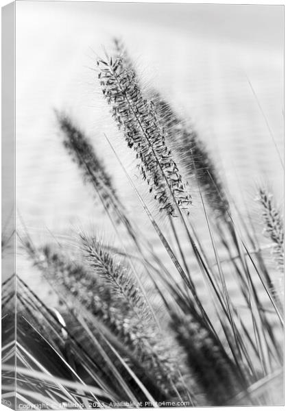 Delicate Ornamental Grass in Monochrome Canvas Print by Imladris 