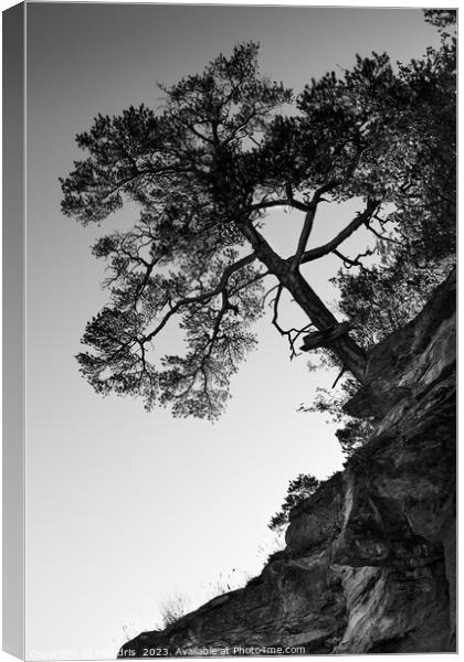 Lone Pine Tree, Monochrome Canvas Print by Imladris 