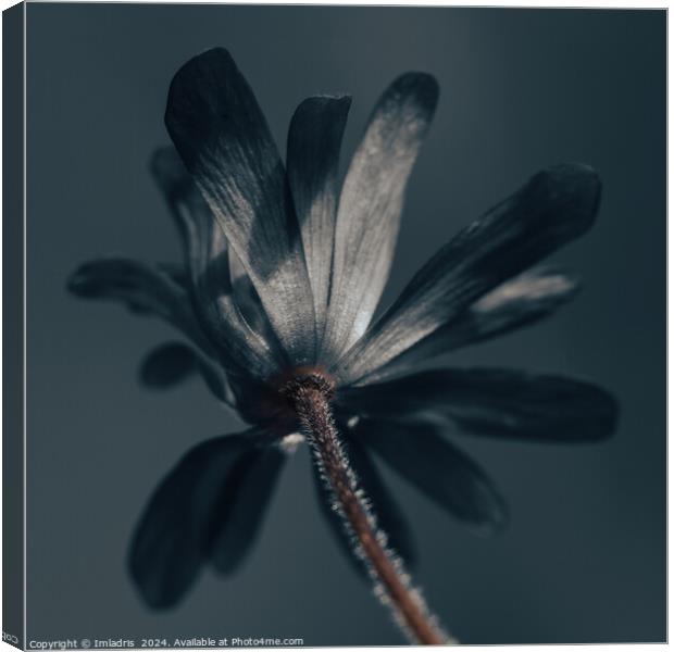 The Deliciously Dark Flower Canvas Print by Imladris 