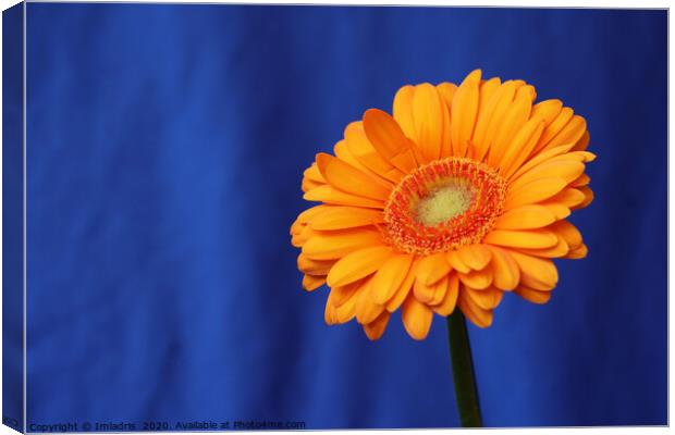 Orange Gerbera Flower on Blue Canvas Print by Imladris 