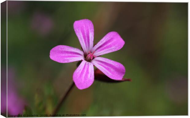 Geranium robertianum, Storksbill, pink flower Canvas Print by Imladris 