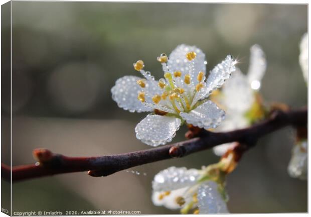 Dewy Blackthorn blossom in spring Canvas Print by Imladris 