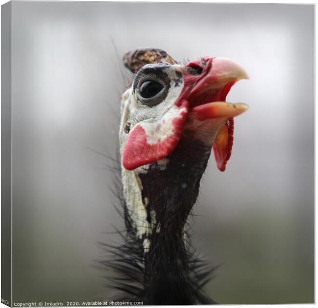 Colorful Helmeted Guinea Fowl Portrait  Canvas Print by Imladris 