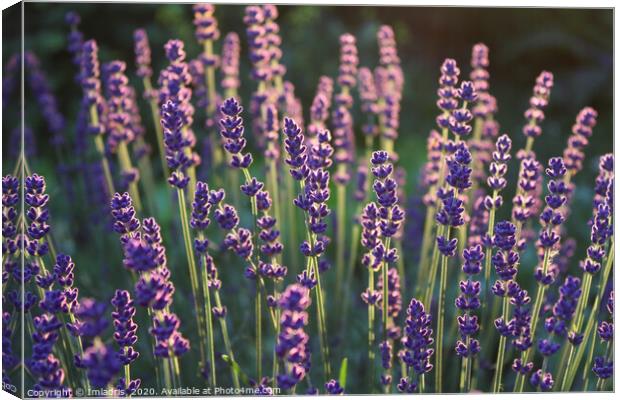 Beautiful backlit lavender flowers Canvas Print by Imladris 