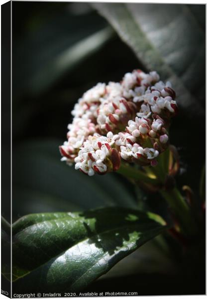 Viburnum davidii, tiny white flowers Canvas Print by Imladris 