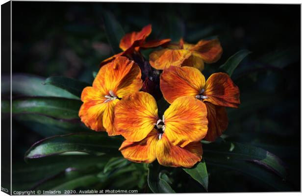 Bright Orange Wallflower Blooms Canvas Print by Imladris 