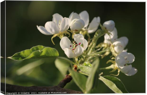 Beautiful White Pear Blossom Canvas Print by Imladris 