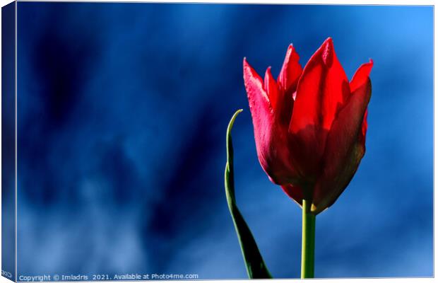 Bright Red Tulip on dark blue background Canvas Print by Imladris 
