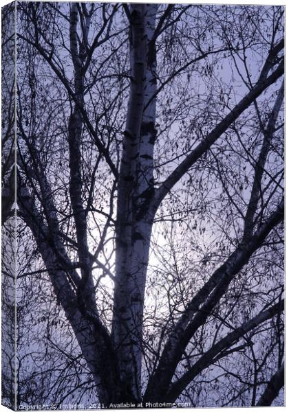 Winter birch trees rising moon Canvas Print by Imladris 