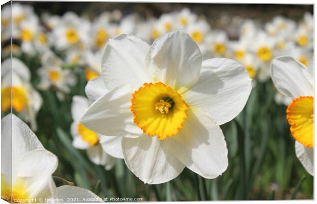 Bright White Daffodil Flower in Spring Canvas Print by Imladris 