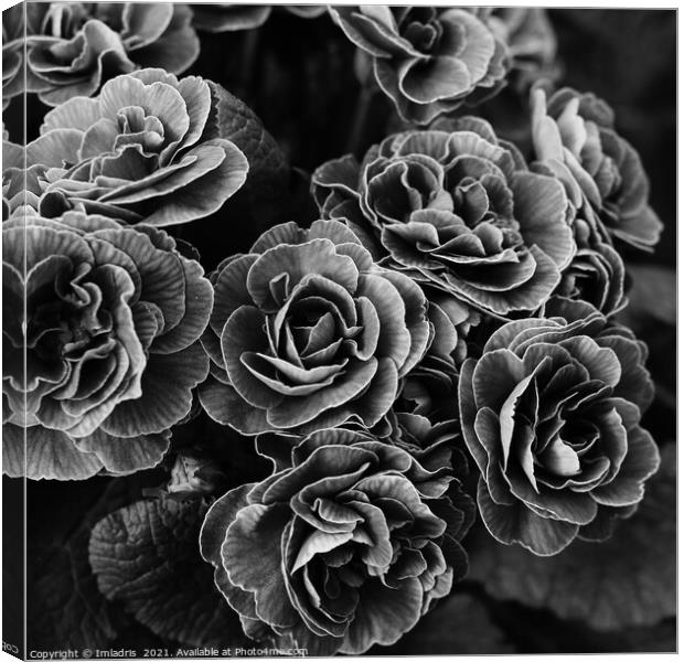 Double Primula Flowers, Black and White Canvas Print by Imladris 