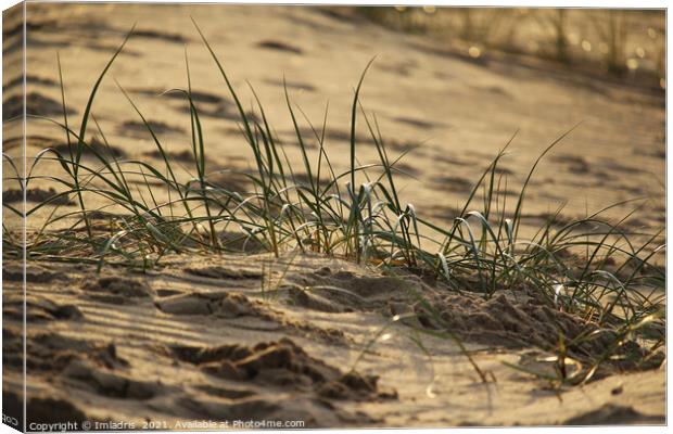 Marram grass (Ammophila), Zeeland Coast Canvas Print by Imladris 