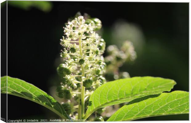 Beautiful White Phytolacca Pokeweed Flowers Canvas Print by Imladris 