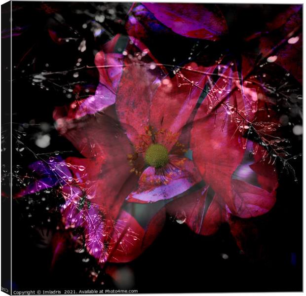 Cosmic Colored Anemone Flower Composite Canvas Print by Imladris 