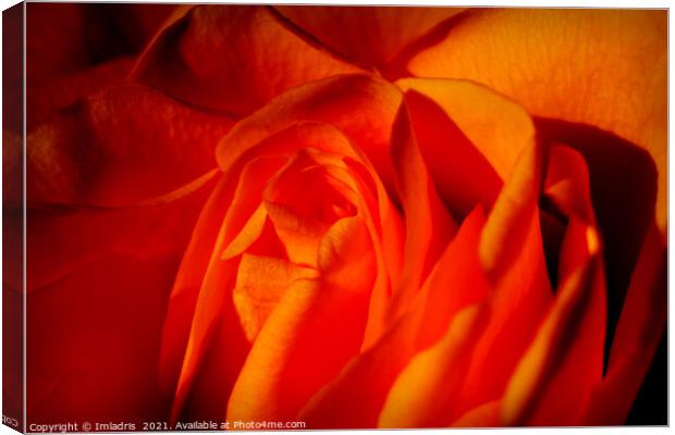 Beautiful Orange Rose Flower Macro Canvas Print by Imladris 