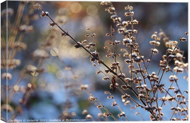 Magical Light Winter in the Garden Canvas Print by Imladris 