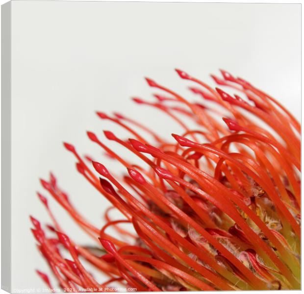 Abstract Red Protea Flower Canvas Print by Imladris 