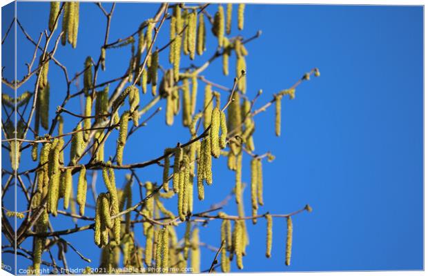 Bright Yellow Catkins Against Blue Sky  Canvas Print by Imladris 