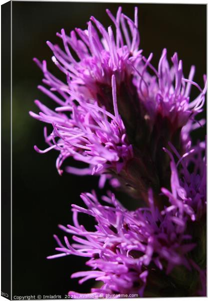 Bright Purple Liatris Flower Abstract Canvas Print by Imladris 