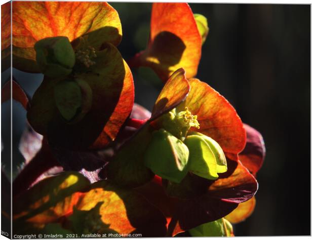 Moody Purple Wood Spruge sunlit. Canvas Print by Imladris 