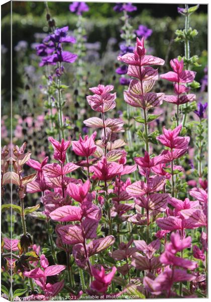 Bright Pink Clary Sage Bracts Canvas Print by Imladris 